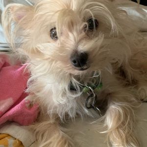 Meet your Posher, Tallulah